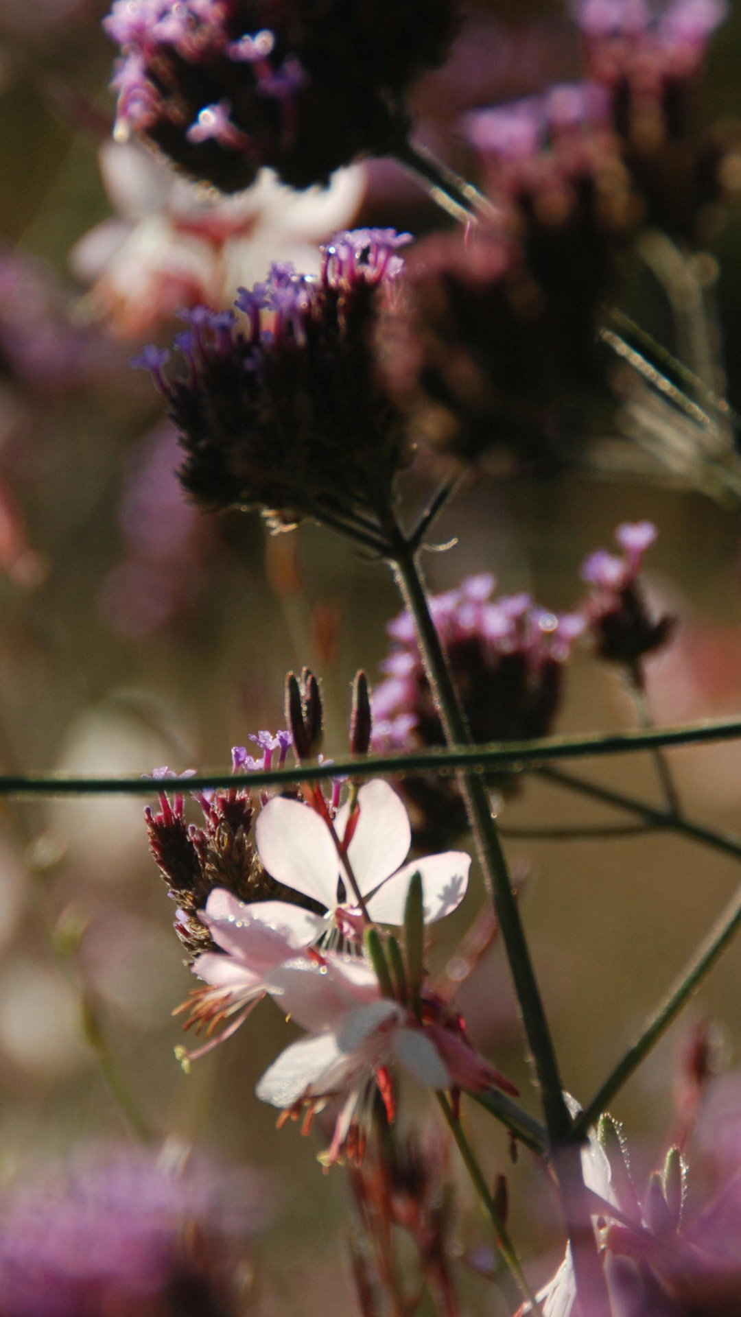 Breckenridge's First Wildflower Festival